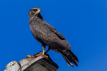 hawk