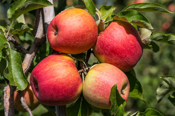 Pommes succulentes  a ramasser 