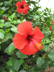 red hibiscus flower