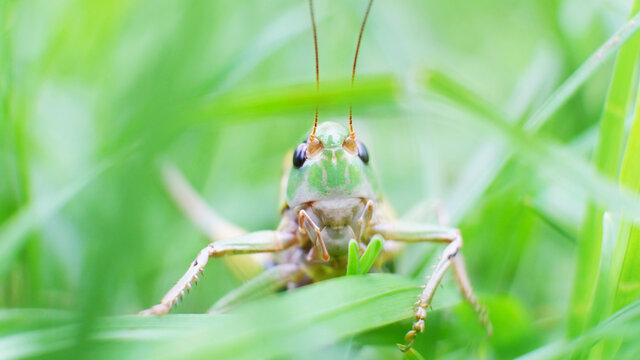 Young grasshoppers are eating plants. green grasshopper. insect
