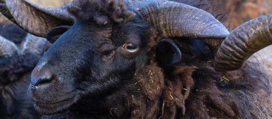 Head of a black ram. Portrait of an animal. Horizontal image.