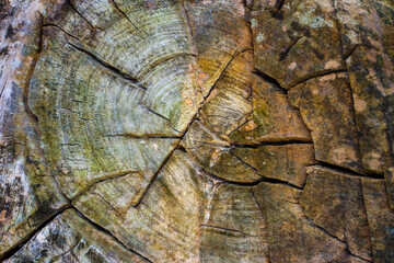 Tree-rings. The texture of the old wet wood.