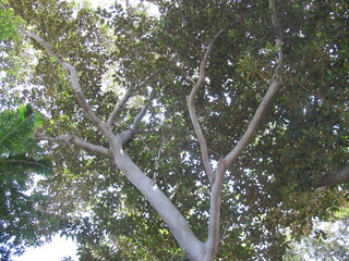 green tree branches