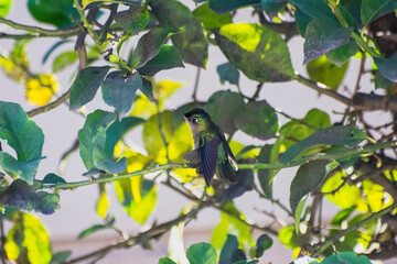 Ave - Picaflor © Patricio