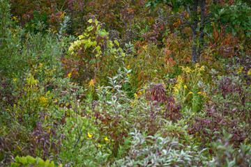 Early fall colors making a splash at the Kathio Wildlife Refuge in Minnesota.