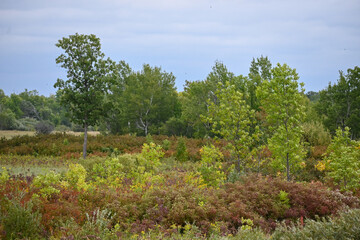 Fototapeta na wymiar Early fall colors making a splash at the Kathio Wildlife Refuge in Minnesota.