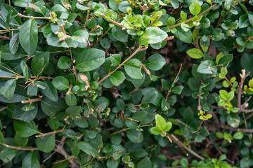 Ramas y hojas verde