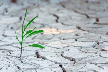 Green shoots