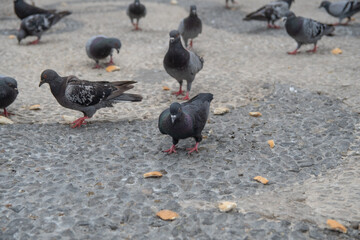 muchas palomas comiendo juntas en el suelo