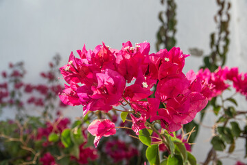 Preciosas flores con un bonito color 