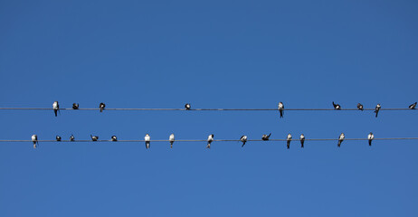 Birds (Swallows) sitting on a wire on clear blue sky background