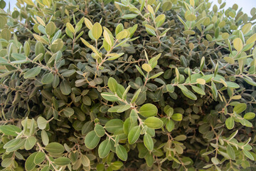 Muchas ramas con hojas verde 