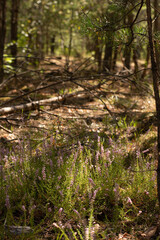 Fototapeta premium Glade with heather plants in a coniferous forest in an autumn day.
