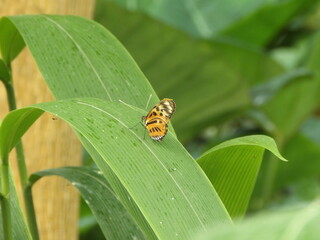 papillon
