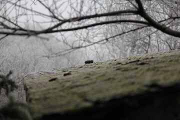 Pebbles on Roof