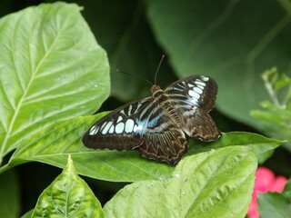 papillon