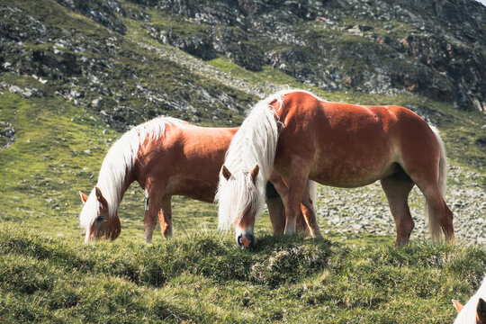 Haflinger in den Alpen in Tirol auf einer Weide