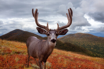 A male Deer in Canadian Nature during colorful Fall Season. Located in Yukon, Canada.