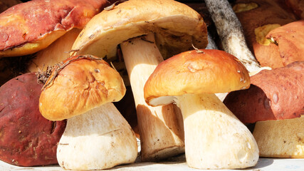 Autumn Cep Mushrooms. Basket with porcini mushrooms on the background of a tree outdoors. Close -up on wood rustic table. Cooking delicious organic mushroom.