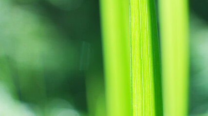Green fresh plants grass closeup for background