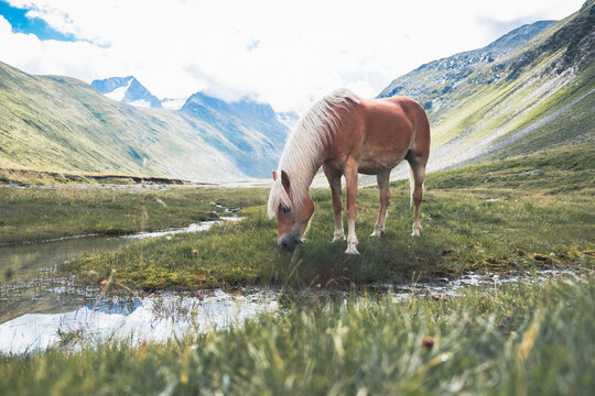 Haflinger frisst in den Bergen vor einem Bachlauf Grad