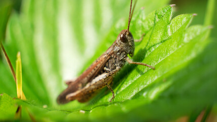 Young grasshoppers are eating plants. green grasshopper. insect