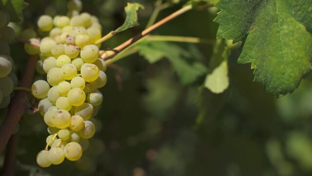 Closeup of cluster of white organic grapes during harvesting in Tuscany, Italy, to make delicious white wines as Pinot, Trebbiano, Chardonnay. Grapevine in an Italian farm.