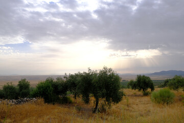 Natural landscape of olives trees