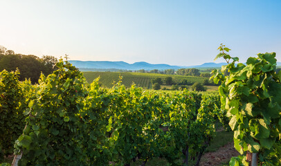 Naklejka premium Weinberge in Rheinland Pfalz, Deutschland, im Sommer