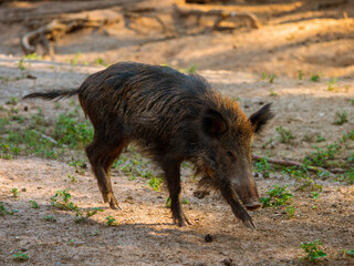 Wildschwein auf Nahrungssuche im Wald