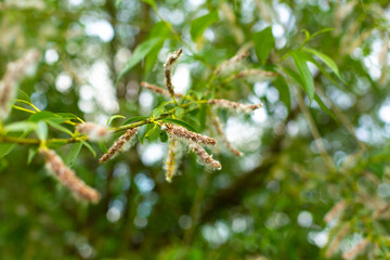 Blooming green branch of poplar. Pooh and the cause of allergies in the summer