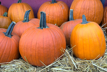 pumpkins at the market thanksgiving halloween harvest