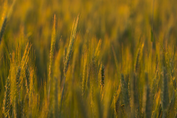 Remember the Summer, corn and bread.
