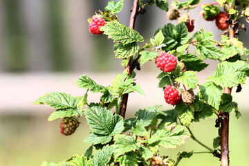 Branch of ripe raspberries in summer garden. Red sweet berries growing on raspberry bush in fruit garden. Farm product grown without fertilizer for background