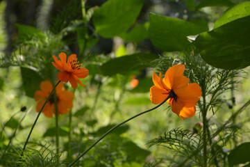 Beautiful orange flowers of Cosmos sulphureus on blurred background of green garden.