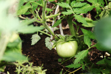 Beautiful tomatoes plant on branch in green house in foreground, shallow dept of field, copy space , organic tomatoes