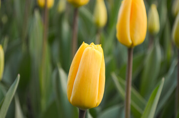 yellow tulips on green background