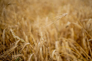 Close up of stems of gold and ripe rye. Concept of great harvest and productive seed industry