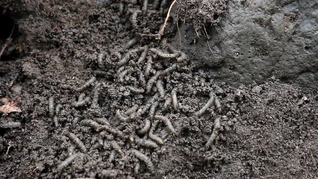 Colonies of larvae underground. A many worms - grubs are writhe between roots in earth.