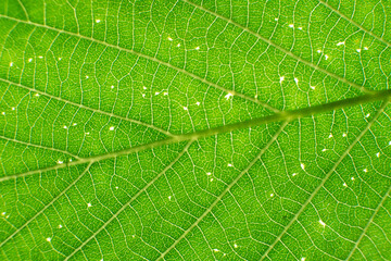 Green Leaf Texture background with light behind.