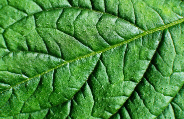 Green Leaf Texture background with light behind.