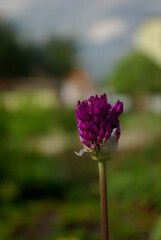 Zbliżenie fioletowego kwiatu koniczyny na zielonym tle.