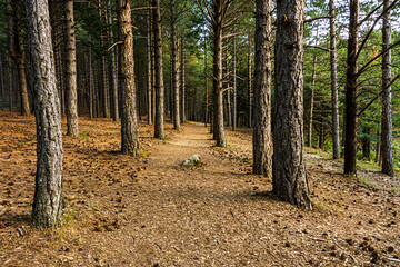 pine forest in guadarrama national park. Madrid. Spain - 376306829