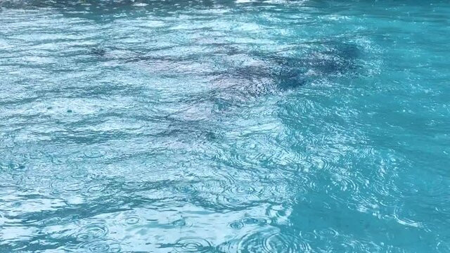 Blue pool water with with raining.Abstract background of water.