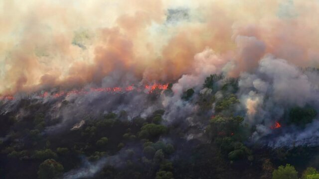 Wildfire aerial view. Fire and smoke. Burning forest. Natural disaster from climate change. Dry grass and trees burns.