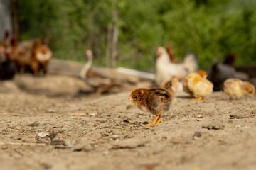 Beautiful little chickens on a background of hens
