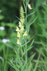 Common toadflax (Linaria vulgaris) flower spikes. An attractive lemon yellow flower in the family Plantaginaceae, growing in an English meadow