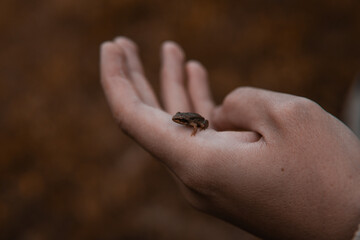 Obraz premium Little frog in hand