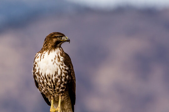 Red tail hawk in Sierra Valley, Plumas County USA
