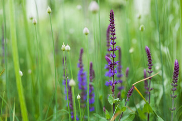 summer background with flower close up